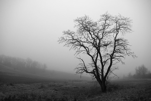 autumn bw white mist black tree fall misty fog wisconsin landscape grey gray foggy monochromatic wi crossplains march2015meeting