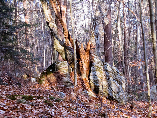 tree rock december hiking treeonrock