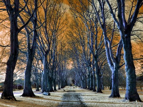 park blue trees red england white snow west ice look st photoshop bristol ir george action britain path south fake style tunnel creepy spooky walkway leafless infra