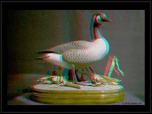 sculpture detail bird art nature beautiful stereoscopic 3d md gallery brian fineart maryland anaglyph carving goose indoors stereo wallace inside chacha expensive waterfowl depth easton skill decoy stereoscopy stereographic ewf artpiece brianwallace stereoimage eastonwaterfowlfestival stereopicture