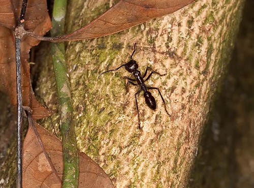 La morsure de la fourmi Balle est comparable à une balle de fusil