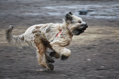 Run dog run!