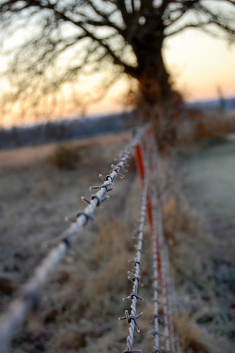 morning cold fall field sunrise fence wire nikon frost arkansas barb depth d40 arkansasbeauty