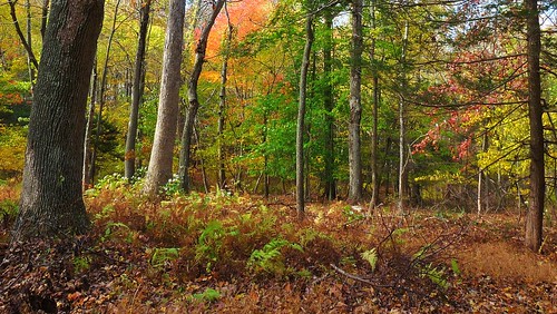 autumn johnjmurphyiii park connecticut easthaddam gillettecastlestatepark october newengland fall usa 06423 foliage