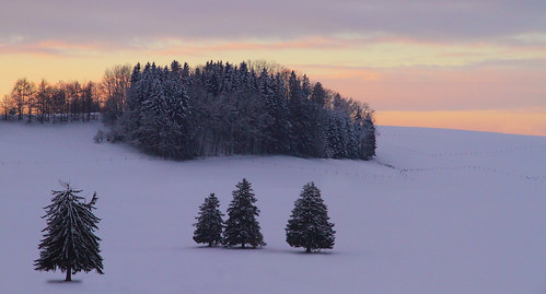 winter tree forest landscape wald baum allgäu
