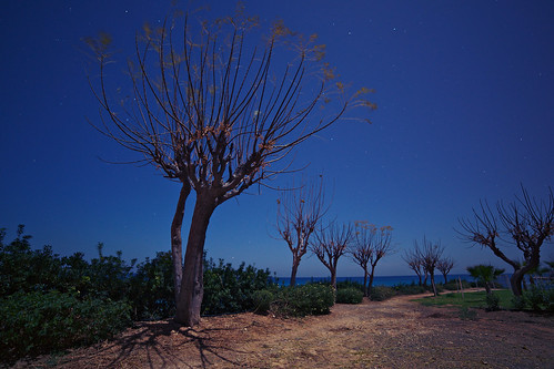 longexposure trees tree night dark stars sand scenery outdoor cyprus samyang pernera samyang14mmf28