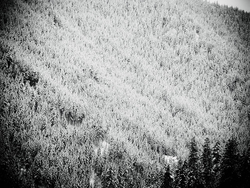 winter snow landscape washington cascades