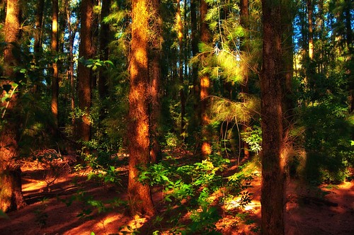 wood trees argentina forest arboles bosque ezeiza magicunicornverybest