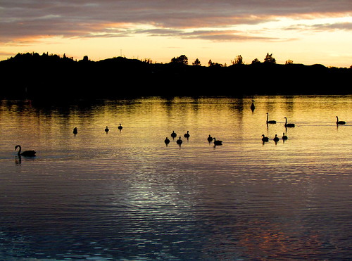 newzealand lake black sunrise swan rotorua canadageese rotoiti okawabay