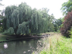 very large willow