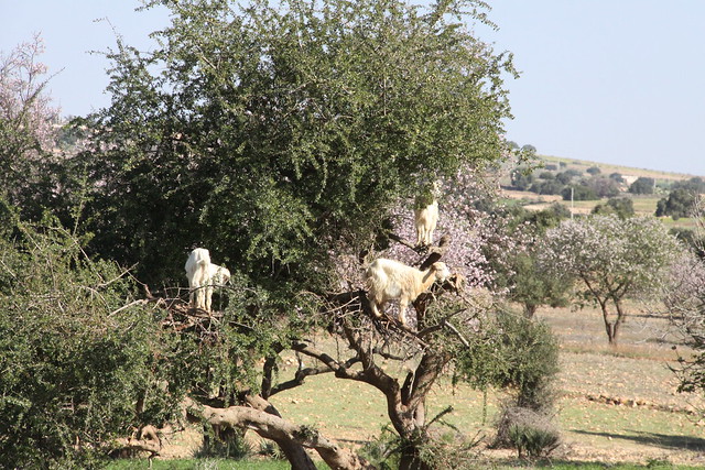 goats in an argan tree