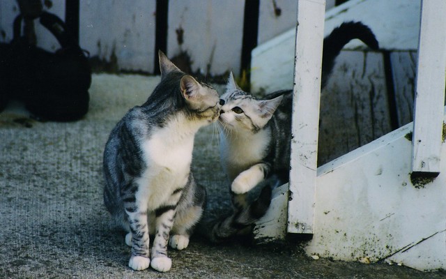 kissing cats (2002)
