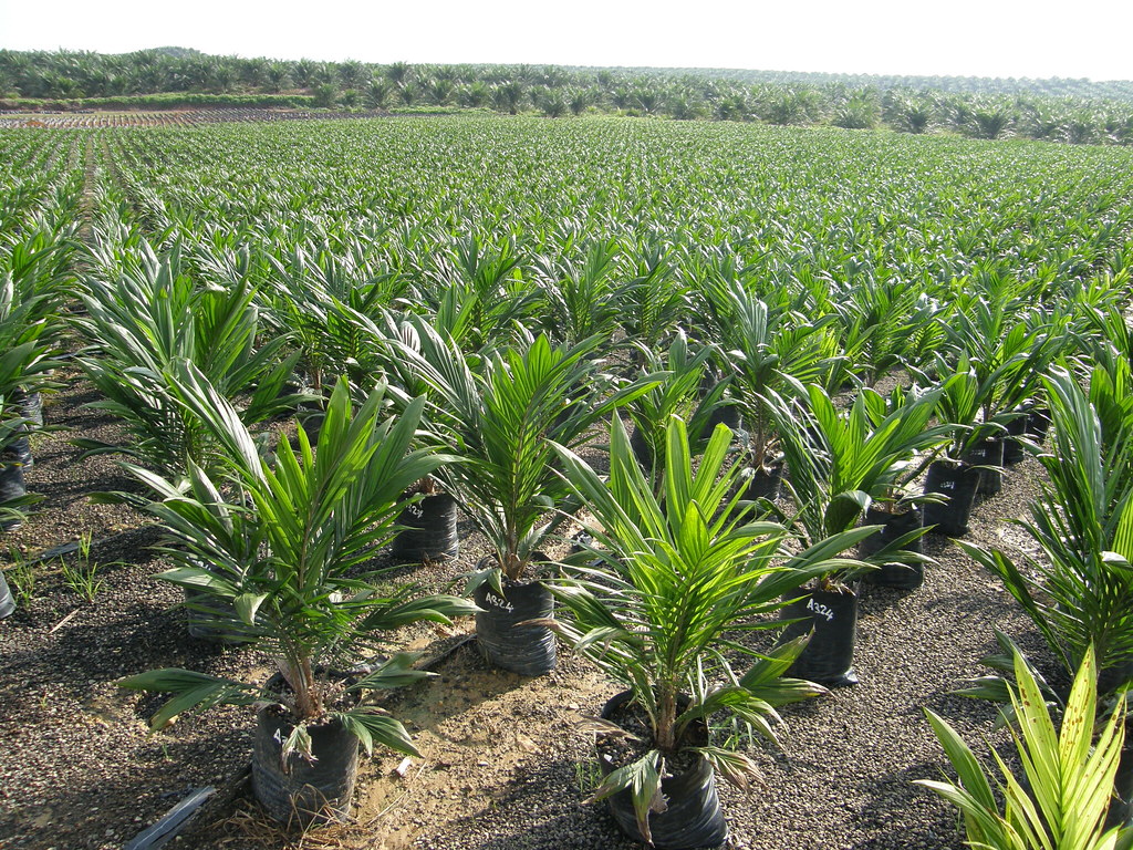 Oil palm: nursery