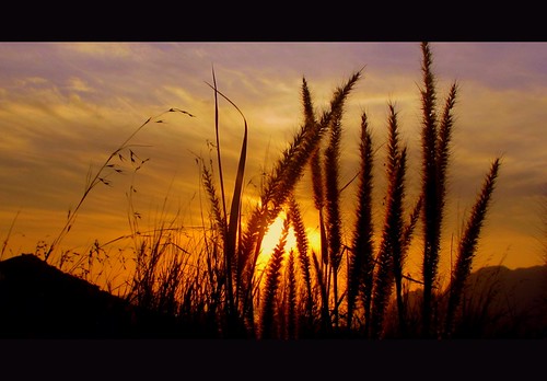 sky sun mountain field grass clouds sunrise wheat philippines silhouettes coron palawan mttapyas
