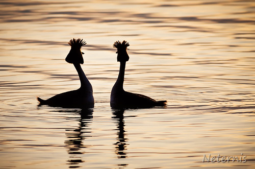 sunset two lake black reflection love water silhouette sunrise dark mirror evening couple waves view pair symmetry late outline contour podicepscristatus haubentaucher