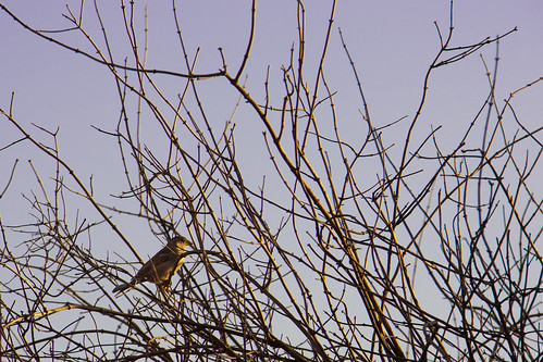 sunset tree bird arbol branch sparrow árbol ciudadreal gorrión ramas cabañeros eos450d
