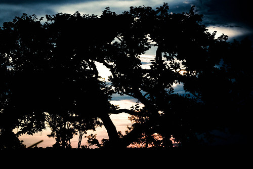 sunset naturaleza tree nature natureza natura bom albero árvore mato despacho lightroom entardecer bomdespacho