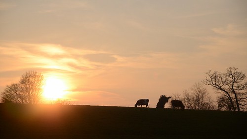 sunset orange silhouette yellow jaune cow contrejour vache coucherdesoleil