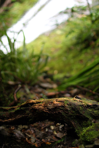 newzealand canon waterfall moss branch canterbury stick dslr canonef50mmf14usm 400d rydefalls oxfordforest