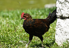 Chicken at Josone Park