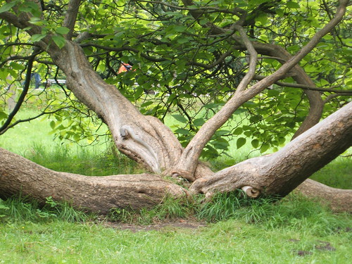 tree green nature sanssouci potsdam
