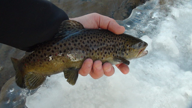 Winter Brown Trout