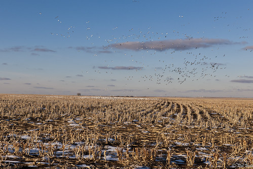 snow field geese farm kansas