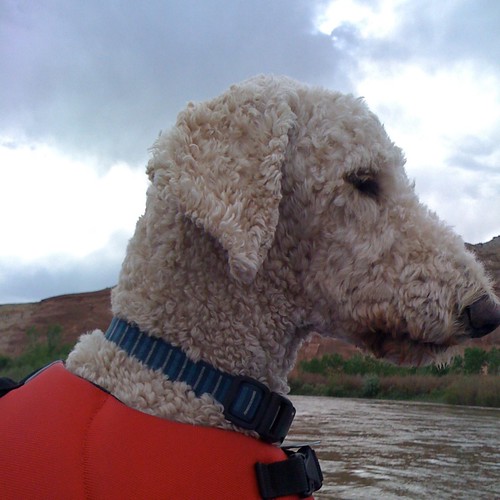 dog poodles dogs apple water river colorado flickr charles charlie rafting poodle bailey coloradoriver standard 3gs reynolds iphone waterdog standardpoodle flickrpublic charlesreynolds charliereynolds