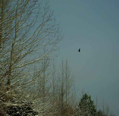 trees winter sky snow bird flight vanburen arkansas buzzard soaring