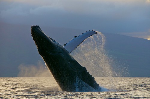 sunset hawaii golden jump nikon close maui whale humpback powerful humpbackwhale breaching lanai breach d300 18200mm
