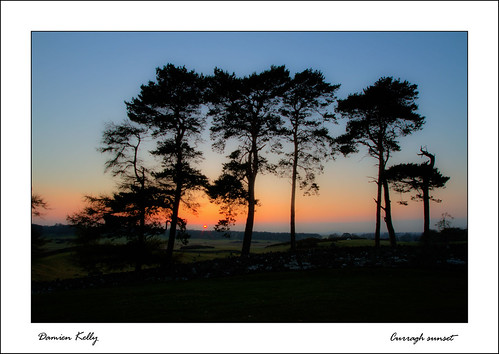 trees sunset kildare curragh