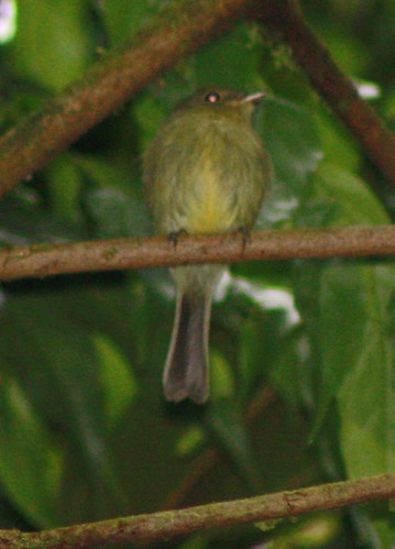 birds neotropical fbwnewbird myiophobusphoenicomitra