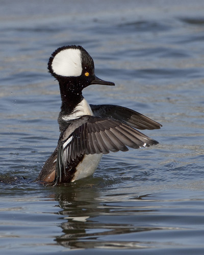 kh0831 takanassee specanimal avianexcellence supershot bird 2011 xplr 495 aquaticbird nj lophodytes cucullatus lophodytescucullatus