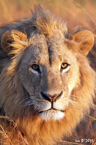 africa kenya wildlife nairobi lion safari goldenhour pantheraleo wildlion