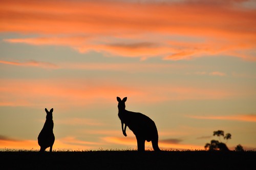sunset nature silhouette dusk wildlife australia melbourne kangaroo cardinia