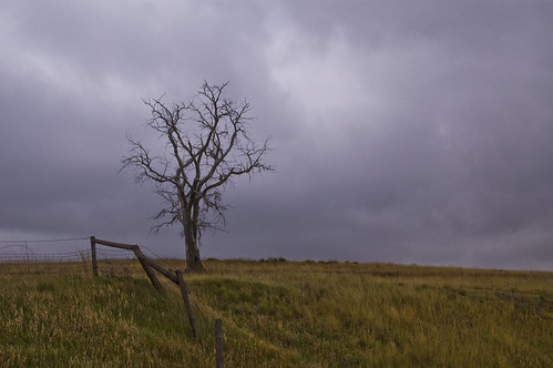 tree grass clouds fence colorado nikond70 stormy boulder lone desolate lonelytree
