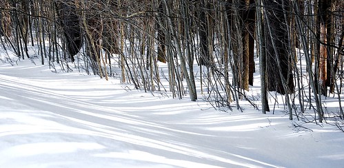 trees winter sunlight snow shadows glimmerglass edbrodzinsky
