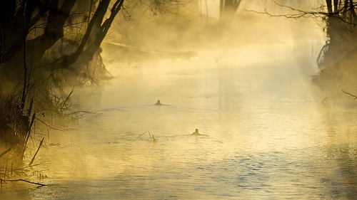 sunrise alba nebbia foschia quintoditreviso oasidicervara nikond700 fiumesile afsnikkor300mmf4difed oasinaturalisticadicervara