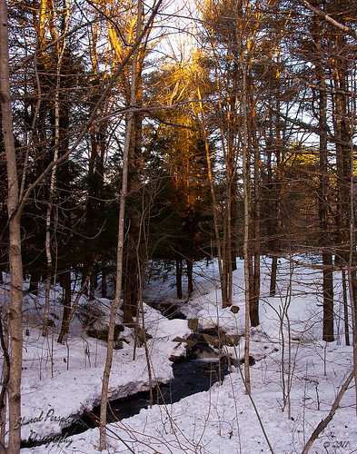 trees winter sunlight snow cold water forest sunrise maine flowing sharedperspectivesphotography