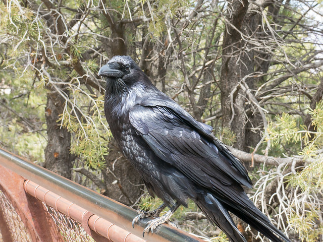 Raven at Grand Canyon