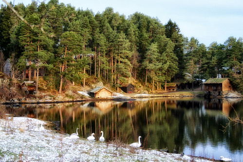 trees sea snow reflections swans pines inlet boathouse ålesund aalesund cygnuscygnus whooperswans sunnmøremuseum larigan borgundgavlen phamilton turfedroofs