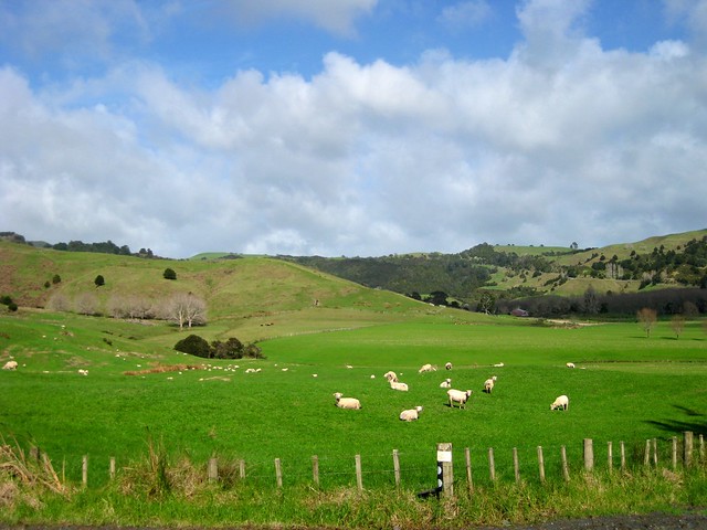 New Zealand Countryside