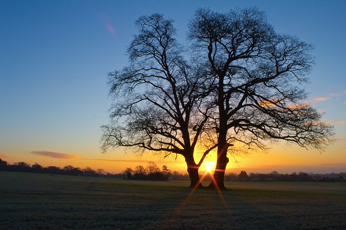 tree silhouette sunrise wintersun havant warblington