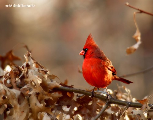 red tree bird leaves oak cardinal crest cardinaliscardinalis commoncardinal