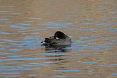 North American Coot
