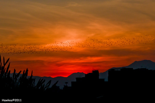 sunset italy mountains birds silhouette skyline clouds sicily palermo cityline migratorybirds doublyniceshot mygearandmebronze mygearandmesilver mygearandmegold canoneos500drebelt1ieosx3