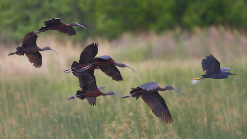 Glossy Ibis chasing a Black Egret