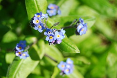 Forget-me-nots?
