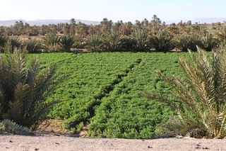 Roadside desert agriculture, Zagora, Morocco