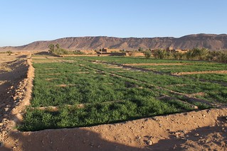 Desert agriculture - outside Zagora, Morocco